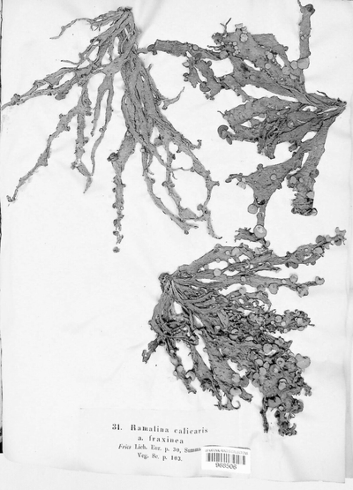 Ramalina calicaris image